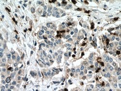 MPO Rabbit anti-Human, Polyclonal, Proteintech 150 μL; Unconjugated:Antibodies,