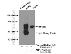 MPO Rabbit anti-Human, Polyclonal, Proteintech 150 μL; Unconjugated:Antibodies,
