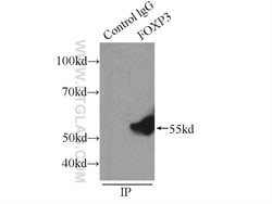 FOXP3 Rabbit anti-Human, Mouse, Rat, Polyclonal, Proteintech:Antibodies:Primary