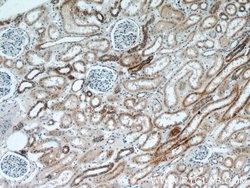 TIMM50 Rabbit anti-Human, Rat, Polyclonal, Proteintech 150 &mu;L; Unconjugated:Antibodies,