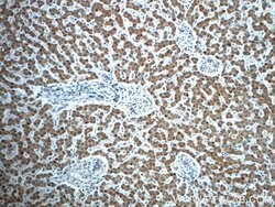 TIMM50 Rabbit anti-Human, Rat, Polyclonal, Proteintech 150 &mu;L; Unconjugated:Antibodies,