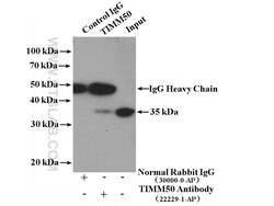 TIMM50 Rabbit anti-Human, Rat, Polyclonal, Proteintech 150 &mu;L; Unconjugated:Antibodies,