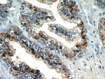 Thumbnail_STK4/MST1 Rabbit anti-Human, Mouse, Rat, Polyclonal, Proteintech 150 &mu;L;
