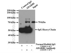 ADARB1 Rabbit anti-Human, Rat, Polyclonal, Proteintech:Antibodies:Primary