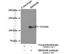 RBM15B Rabbit anti-Human, Mouse, Rat, Polyclonal, Proteintech 150 &mu;L;