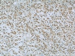 FAM98B Rabbit anti-Human, Mouse, Polyclonal, Proteintech 150 &mu;L; Unconjugated:Antibodies,
