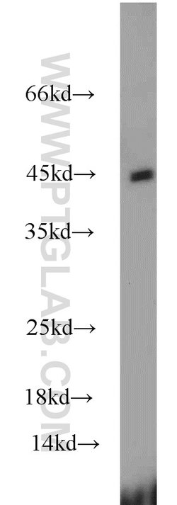 FAM98B Rabbit anti-Human, Mouse, Polyclonal, Proteintech 150 &mu;L; Unconjugated:Antibodies,