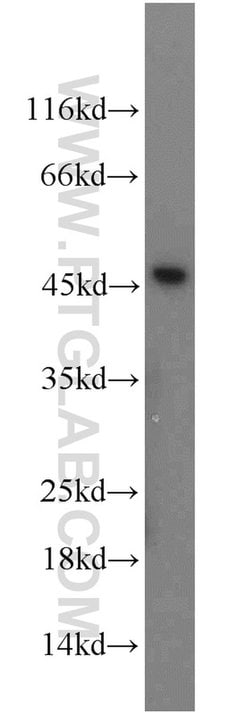 FAM98B Rabbit anti-Human, Mouse, Polyclonal, Proteintech 150 &mu;L; Unconjugated:Antibodies,