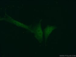 ASF1A Rabbit anti-Human, Mouse, Rat, Polyclonal, Proteintech:Antibodies:Primary