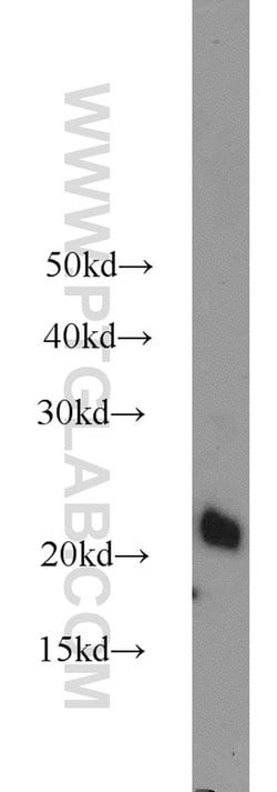 ASF1A Rabbit anti-Human, Mouse, Rat, Polyclonal, Proteintech:Antibodies:Primary