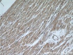 CALML6 Rabbit anti-Human, Polyclonal, Proteintech