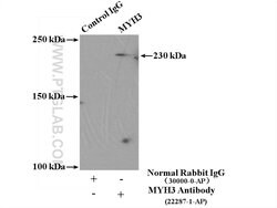 MYH3 Rabbit anti-Human, Mouse, Polyclonal, Proteintech 150 &mu;L; Unconjugated:Antibodies,