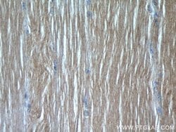 SAR1B Rabbit anti-Human, Mouse, Rat, Polyclonal, Proteintech 150 &mu;L;
