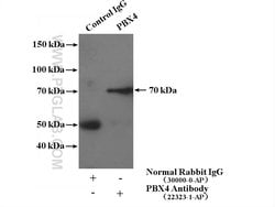 PBX4 Rabbit anti-Human, Polyclonal, Proteintech:Antibodies:Primary Antibodies