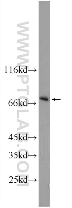 PBX4 Rabbit anti-Human, Polyclonal, Proteintech:Antibodies:Primary Antibodies