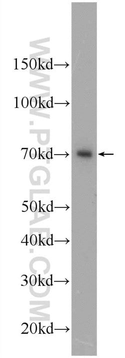 PBX4 Rabbit anti-Human, Polyclonal, Proteintech:Antibodies:Primary Antibodies
