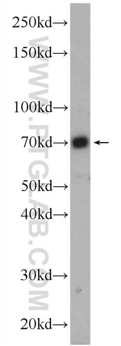 PBX4 Rabbit anti-Human, Polyclonal, Proteintech:Antibodies:Primary Antibodies