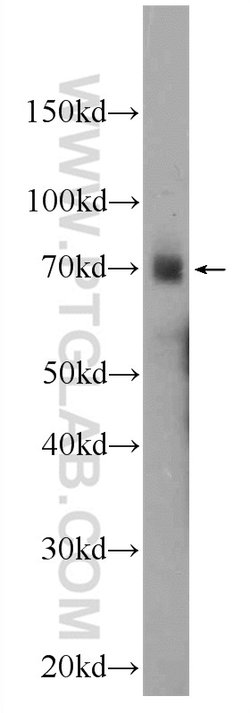 PBX4 Rabbit anti-Human, Polyclonal, Proteintech:Antibodies:Primary Antibodies