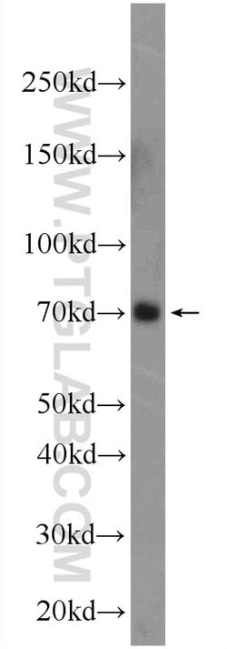 PBX4 Rabbit anti-Human, Polyclonal, Proteintech:Antibodies:Primary Antibodies