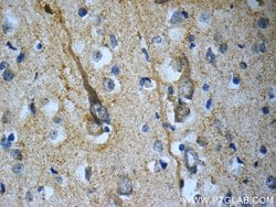 TACR3 Rabbit anti-Human, Polyclonal, Proteintech 150 &mu;L | Buy Online | Proteintech Group Inc | Fisher Scientific