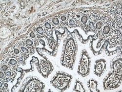 RCC1 Rabbit anti-Human, Mouse, Rat, Polyclonal, Proteintech:Antibodies:Primary