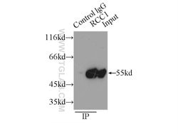 RCC1 Rabbit anti-Human, Mouse, Rat, Polyclonal, Proteintech:Antibodies:Primary