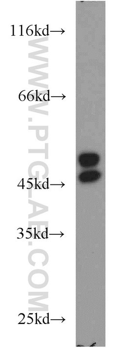 RCC1 Rabbit anti-Human, Mouse, Rat, Polyclonal, Proteintech:Antibodies:Primary