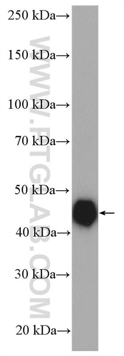 RCC1 Rabbit anti-Human, Mouse, Rat, Polyclonal, Proteintech:Antibodies:Primary