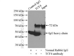 TCF4 Rabbit anti-Human, Mouse, Polyclonal, Proteintech:Antibodies:Primary