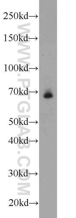 TCF4 Rabbit anti-Human, Mouse, Polyclonal, Proteintech:Antibodies:Primary