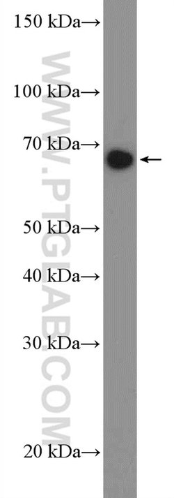 TCF4 Rabbit anti-Human, Mouse, Polyclonal, Proteintech:Antibodies:Primary