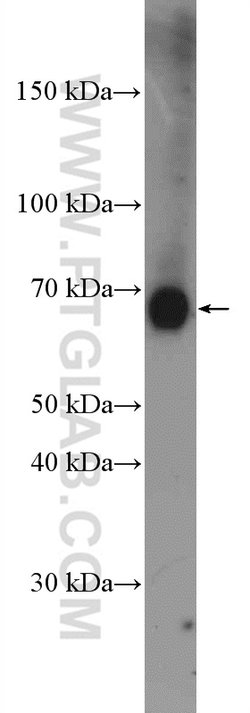TCF4 Rabbit anti-Human, Mouse, Polyclonal, Proteintech:Antibodies:Primary