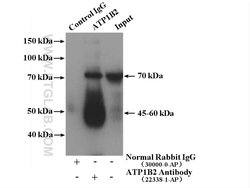 ATP1B2 Rabbit anti-Human, Mouse, Rat, Polyclonal, Proteintech 150 &mu;L;