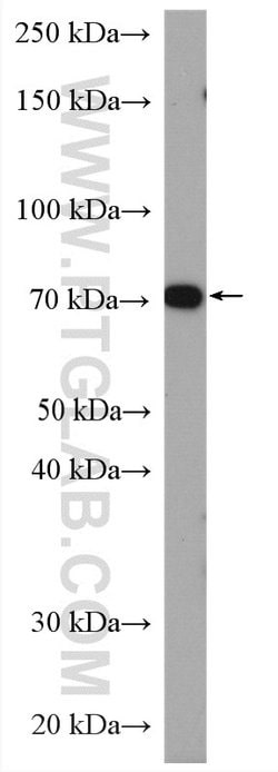 ATP1B2 Rabbit anti-Human, Mouse, Rat, Polyclonal, Proteintech 150 &mu;L;