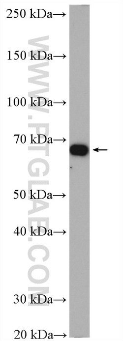 ATP1B2 Rabbit anti-Human, Mouse, Rat, Polyclonal, Proteintech 150 &mu;L;