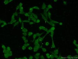 USP11 Rabbit anti-Human, Polyclonal, Proteintech 150 &mu;L; Unconjugated:Antibodies,