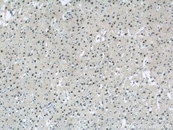 USP11 Rabbit anti-Human, Polyclonal, Proteintech 150 &mu;L; Unconjugated:Antibodies,