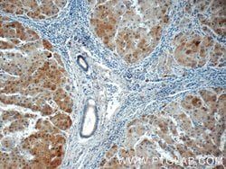 USP11 Rabbit anti-Human, Polyclonal, Proteintech 150 &mu;L; Unconjugated:Antibodies,