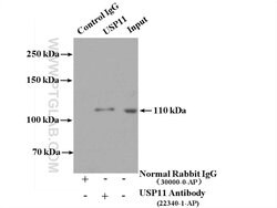 USP11 Rabbit anti-Human, Polyclonal, Proteintech 150 &mu;L; Unconjugated:Antibodies,