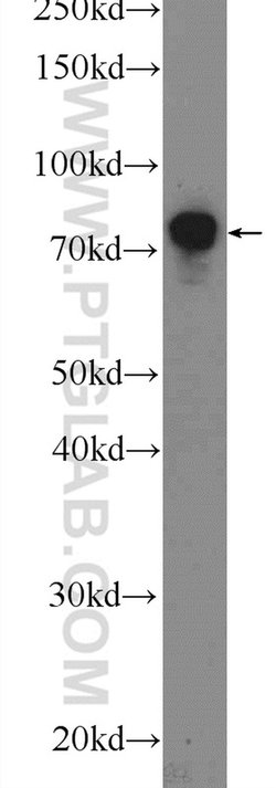 TBX2 Rabbit anti-Human, Mouse, Polyclonal, Proteintech 150 &mu;L; Unconjugated:Antibodies,