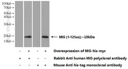 MIG Rabbit anti-Human, Polyclonal, Proteintech:Antibodies:Primary Antibodies