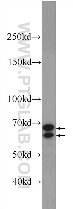CXorf15 Rabbit anti-Human, Mouse, Polyclonal, Proteintech 150 &mu;L | Buy Online | Proteintech Group Inc | Fisher Scientific