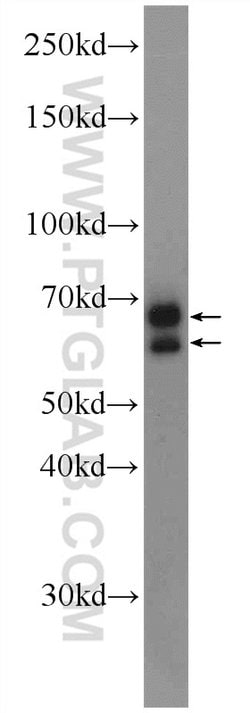 CXorf15 Rabbit anti-Human, Mouse, Polyclonal, Proteintech 150 &mu;L | Buy Online | Proteintech Group Inc | Fisher Scientific