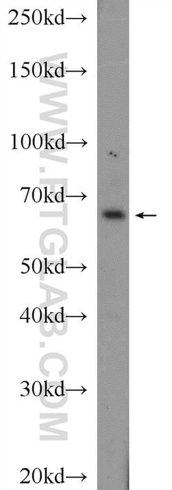 CXorf15 Rabbit anti-Human, Mouse, Polyclonal, Proteintech 150 &mu;L | Buy Online | Proteintech Group Inc | Fisher Scientific