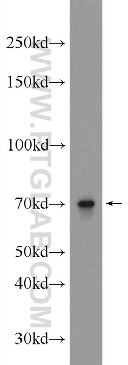 ALX3 Rabbit anti-Human, Mouse, Polyclonal, Proteintech 150 &mu;L; Unconjugated:Antibodies,
