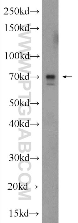 ALX3 Rabbit anti-Human, Mouse, Polyclonal, Proteintech 150 &mu;L; Unconjugated:Antibodies,