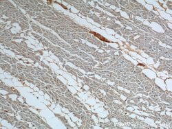 ATP2A1 Rabbit anti-Human, Mouse, Polyclonal, Proteintech