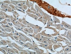 ATP2A1 Rabbit anti-Human, Mouse, Polyclonal, Proteintech:Antibodies:Primary