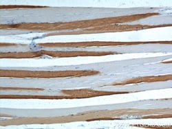 ATP2A1 Rabbit anti-Human, Mouse, Polyclonal, Proteintech:Antibodies:Primary