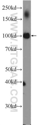 Thumbnail_PPARGC1B Rabbit anti-Human, Mouse, Polyclonal, Proteintech 150 &mu;L; Unconjugated:Antibodies